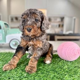 Orange collar - Merle male Cavapoo puppy in Indiahoma, Oklahoma from Farm Fresh Doodles