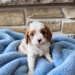 Scout - Blenheim male Cavapoo puppy in Malad, Idaho from Sunny Hill Puppies
