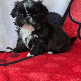 Vegas - Red and white male Shih Tzu puppy in Waynesboro, Pennsylvania from Big Win Shih Tzus