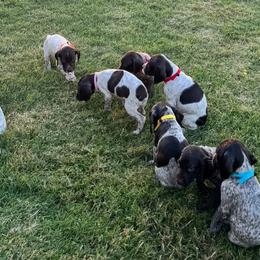 German Shorthaired Pointers from JC Ranch GSP Kennel