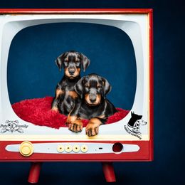 Dalmatian and Doberman Pinscher Puppies from Lorelei Legends