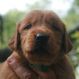 Quilava - Dark golden female Golden Retriever puppy in Minneapolis, Minnesota from Firestorm Goldens