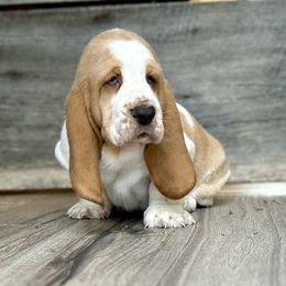 Eugene - Red and white male Basset Hound puppy in Jefferson City, Missouri from Triple Hill Farm