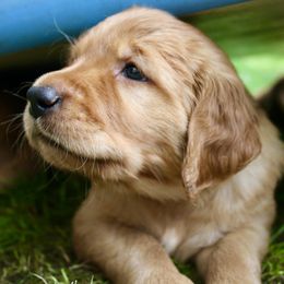 Golden Retriever Puppies from Red Bank Goldens
