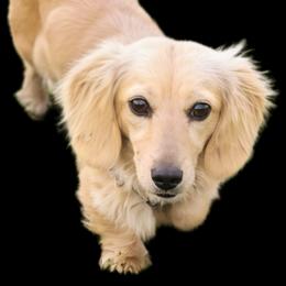 Bella - Dachshund
