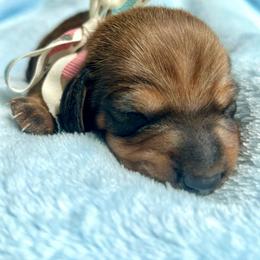 Puppaccino AKC - Red male Dachshund puppy in Hendersonville, North Carolina from Snarky Doxy Miniature Dachshunds