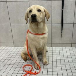 Labrador Retriever puppies from Lone Desert Labradors