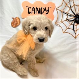 Goldendoodle Puppies from OnlyGoldendoodles