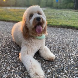 Maggie - Labradoodle