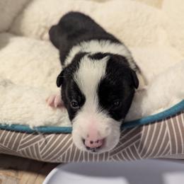 Will Turner - Black and white male Border Collie puppy in Linton, Indiana from Kraken Border Collies