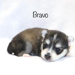 Bravo - Black and white male Pomsky puppy in Denham Springs, Louisiana from Bayouland Pomskies
