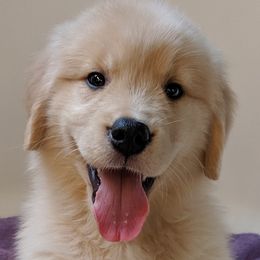 Golden Retrievers from Grand Slam Golden Retrievers