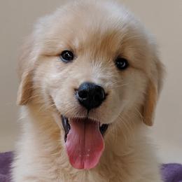 Golden Retrievers from Grand Slam Golden Retrievers