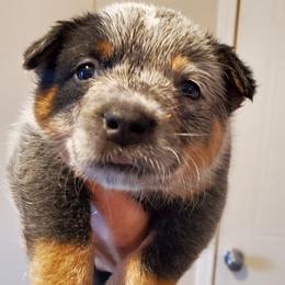 Half mask female - Blue speckled female Australian Cattle Dog puppy in Lenoir, North Carolina from Blue Coyote Ranch