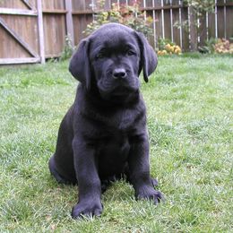 Labrador Retriever Puppies from ReiMur Labradors
