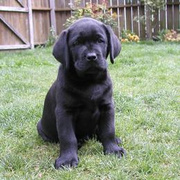 Labrador Retriever Puppies from ReiMur Labradors