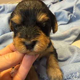 Kramer - Black and gold male Yorkipoo puppy in Independence, Kentucky from 4paws4ever by Design