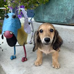 Dark shaded cream - Cream male Dachshund puppy in Bryan, Ohio from Wysteria Hill Doxies