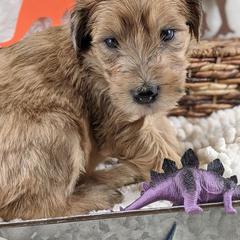 Cavapoo and Whoodle Puppies from Gardner Lane Puppies