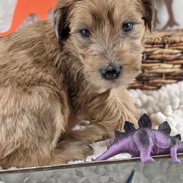 Cavapoo and Whoodle Puppies from Gardner Lane Puppies