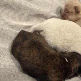 Shih Tzus from Brinklee's Babies