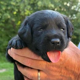 Daphne - Black female Labrador Retriever puppy in Isle, Minnesota from Dog Ear Outfitters