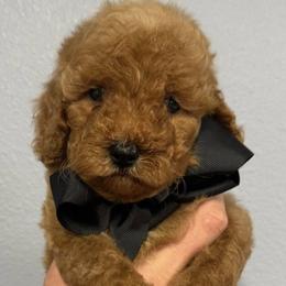 Goldendoodles from Jessica Bush
