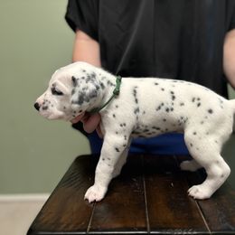 Dalmatian Puppies from ArmySoldier Dalmatians