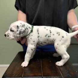 Dalmatian Puppies from ArmySoldier Dalmatians