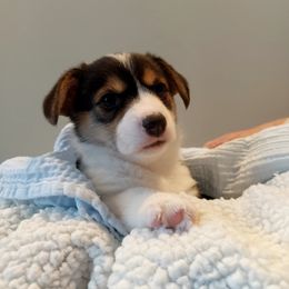 Pembroke Welsh Corgi Puppies from Patrick's Pembroke Welsh Corgis