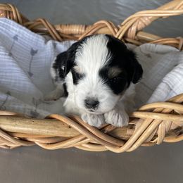 Australian Mountain Doodle Puppies from Tolman Acres