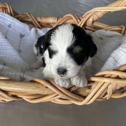 Australian Mountain Doodle Puppies from Tolman Acres