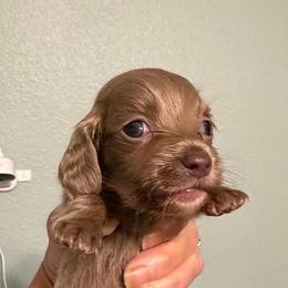Saturn - Fawn (Isabella) male Dachshund puppy in Irving, Texas from DFW Dachshunds by G & S