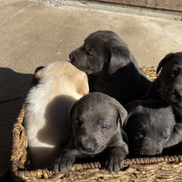 Dilute Retriever and Labrador Retriever Puppies from B and B Riverbottom Kennel