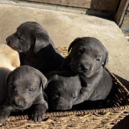 Dilute Retriever and Labrador Retriever Puppies from B and B Riverbottom Kennel