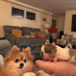Buddy - Tri-colored male Pomeranian puppy in Augusta, Maine from Maine Pom’s