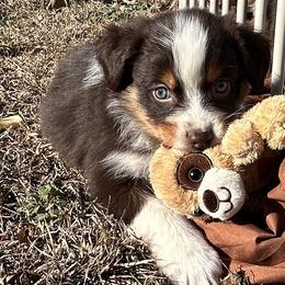 Cindy Lou - Red tri-color female Australian Shepherd puppy in Butler, Georgia from Aussies at Howling Hill Farm