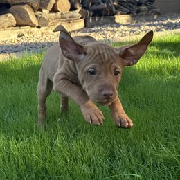 Mabel - Golden rust female Vizsla puppy in Queen Creek, Arizona from Summit Vizslas