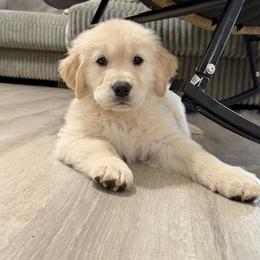 Golden Retriever Puppies from Glimmer Goldens