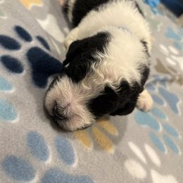 Goldendoodle and Poodle Puppies from Southern Stroll Poodles & Doodles