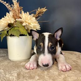 Fizzy - Black tan and white male Bull Terrier puppy in Sprauge, Washington from Mark My Words Bull Terriers
