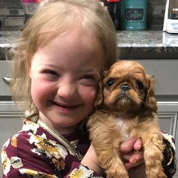 English Toy Spaniel Puppies from Skyline
