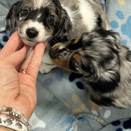 Dachshunds from RVA Dachshunds