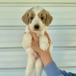 Toffee - Parti male Goldendoodle puppy in Kenansville, North Carolina from J+A Family Doodles