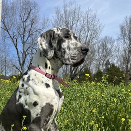 Lucy - Great Dane