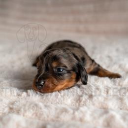 Shio - Dapple male Dachshund puppy in Temecula, California from Naomi Magee's Dachshund Kennel