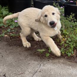 Pecan Orchard's Blue Ocean - Light golden male Golden Retriever puppy in Pearland, Texas from Pecan Orchard Goldens