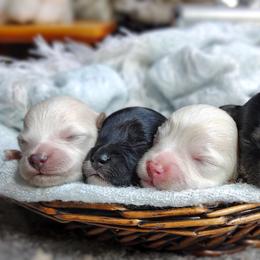 Companion Cross, Havanese, Mal-Shi, Maltese, Maltipoo, Morkie, and Shih Tzu Puppies from Seeking Shalom Acres Maltese, Maltipoos & Havamalts
