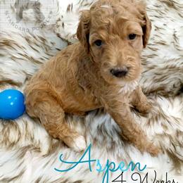 Poodle Puppies from Serene Arenas' Standard Poodles