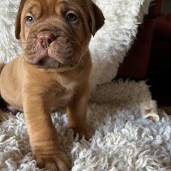 Dogue de Bordeaux Puppies from Toni  Young